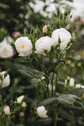 David Austin® Roses returns with an immersive, rose-filled garden that celebrates the enduring beauty, craftsmanship and heritage of the English rose, alongside the launch of a significant new variety, Sir David Beckham (Ausa34b16) pictured above.
