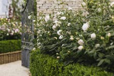 David Austin® Roses returns with an immersive, rose-filled garden that celebrates the enduring beauty, craftsmanship and heritage of the English rose, alongside the launch of a significant new variety, Sir David Beckham (Ausa34b16) pictured above.