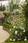David Austin® Roses returns with an immersive, rose-filled garden that celebrates the enduring beauty, craftsmanship and heritage of the English rose, alongside the launch of a significant new variety, Sir David Beckham (Ausa34b16) pictured above.