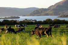 Kerry Dairy Ireland rebrands to Kinisla, drawing inspiration from both kinship and island identity, reflecting the company’s deep connection to its people, farming heritage and Irish roots, while signalling a bold, outward-looking future.