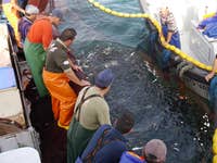 Iberian Sardine - Sardine fishers with purse seine net ©Alexandra Silva.