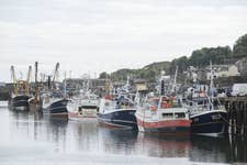 Cornish Hake - Newlyn Harbour ©Oliver Berry.