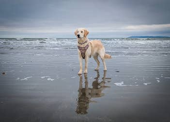 Stay vigilant to keep your dog safe at the beach.