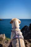 Keep dogs on a short lead when you are walking near clifftops.