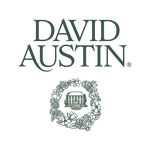 David Austin Roses